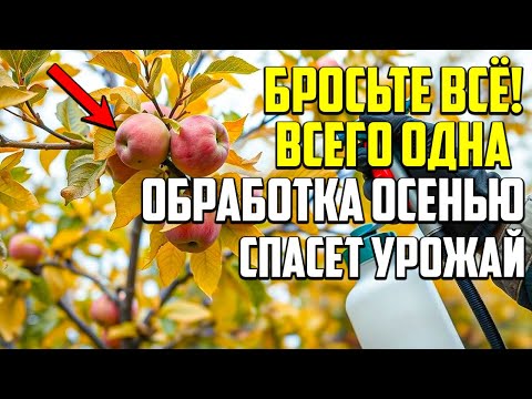 Видео: Один Секрет Осенней Обработки, Который Скрывают Профи!