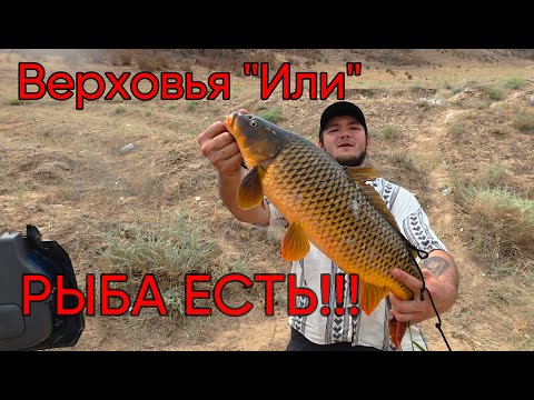 Видео: Локация - "Мертвые дачи". Верховья реки "Или".  Рыба есть! Рыбалка от 13.07.2025 г.