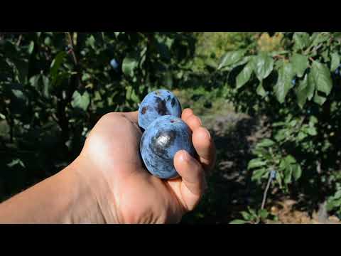 Видео: Слива Стенлей, Чачакская наиболее.