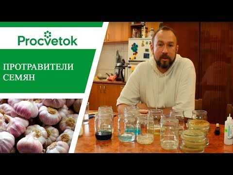 Видео: Подготовка семян к посадке. Хороши ли водка и перекись? 14 способов протравливания семян ч.1.