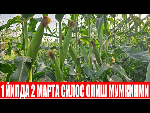 Видео: Драва F1: 1 Йилда икки марта СИЛОСга маккажўхори экиш мумкинми?