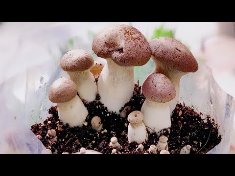 Видео: Как вырастить королевскую вешенку дома и в чем ее польза?