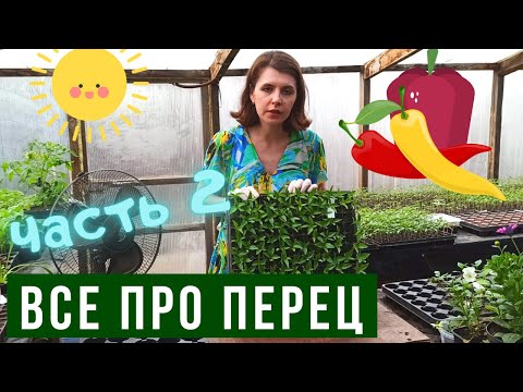 Видео: Все про перец. Часть 2:  ПИКИРОВКА И ПОДГОТОВКА К ВЫСАДКЕ В ОТКРЫТЫЙ ГРУНТ