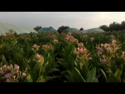 Видео: ПРАВИЛЬНО ВНОСИМ СУЛЬФАТ КАЛИЯ /ДЛЯ ЛУЧШЕГО ГОРЕНИЯ ТАБАКА /ВОРУЮТ ТАБАК