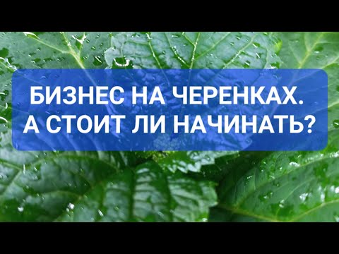 Видео: Бизнес на черенках. С чего начать? Что важно знать и помнить.