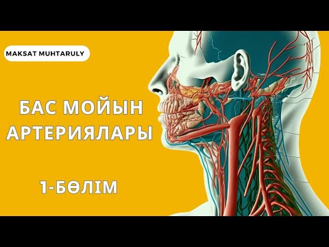 Видео: ЖАЛПЫ ҰЙҚЫ АРТЕРИЯСЫ | СЫРТҚЫ ҰЙҚЫ АРТЕРИЯСЫ