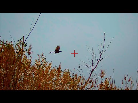 Видео: ТРИПЛЕТ !!! ОХОТА НА ФАЗАНА !!!!