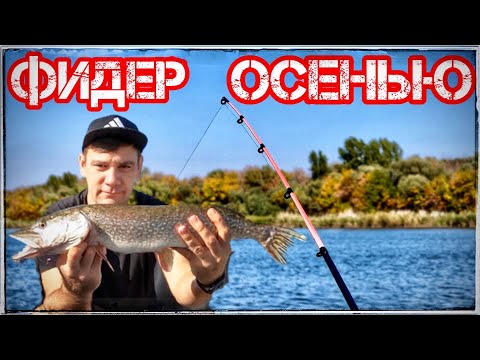 Видео: РЫБАЛКА НА ФИДЕР ОСЕНЬЮ НА ДОНУ НЕЖДАННЫЙ УЛОВ