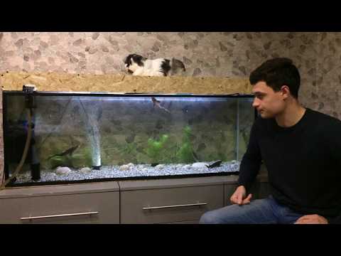 Видео: отличия в содержании осетров в аквариуме от других рыб