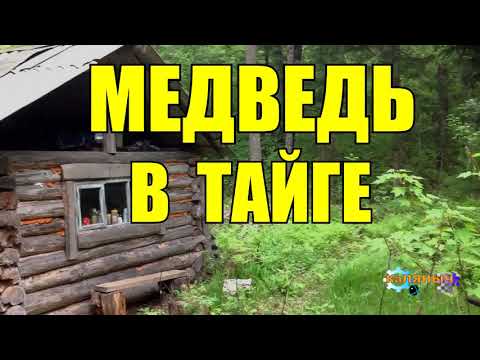 Видео: ОХОТА НА МЕДВЕДЯ | ШАТУН В БЕРЛОГЕ  | ТАЙГА