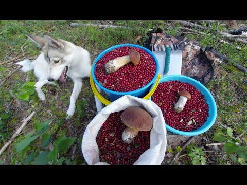 Видео: СБОР БРУСНИКИ. АВГУСТ 2020.