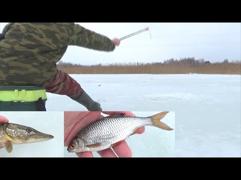 Видео: Удачная зимняя рыбалка в глухозимье! Плотва и щука не спят!