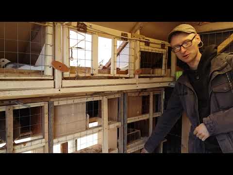 Видео: Разведение короткоклювых турманов. Первые птенцы 2022г