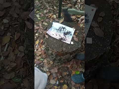 Видео: 1 листопада 2025 р.