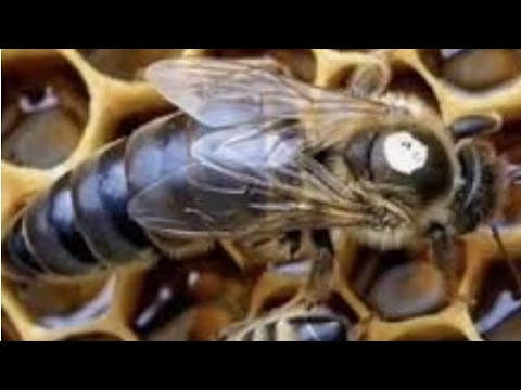 Видео: ПЧЁЛЫ 🐝 КАРНИКА ИЛИ КАРПАТКА КТО ЛУЧШЕ?