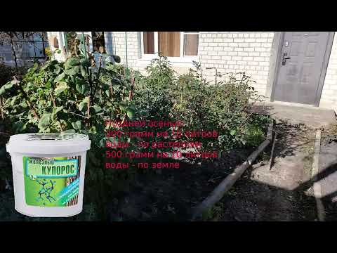 Видео: Розы в ноябре. Обрезка. Искореняющие обработки. Последняя подкормка.