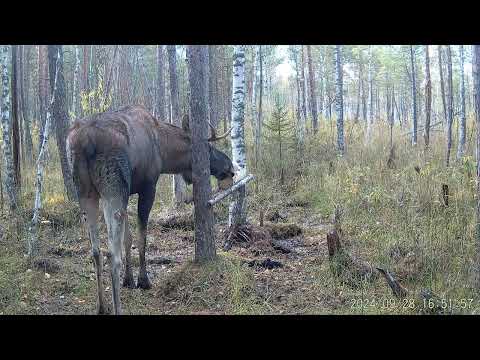 Видео: Солонец на краю болота сентябрь 2024г