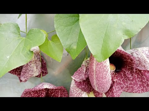 Видео: Как выглядит аристолохия. И чуть-чуть работы: обновляем каланхое.