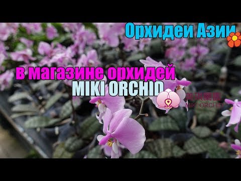 Видео: Магазин от  Miki Orchid в Тайвани