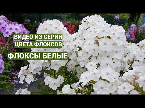 Видео: Белые флоксы. Видео из серии цвета флоксов