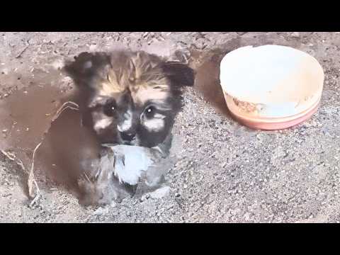 Видео: Заблудившийся щенок утонул в вонючем канаве. Его отчаянные крики навсегда связали нас.