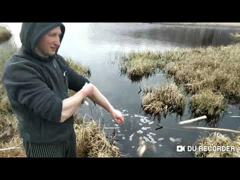 Видео: Зарыбление дикого лесного (торфяного) водоёма карпом и линем / весна 2019