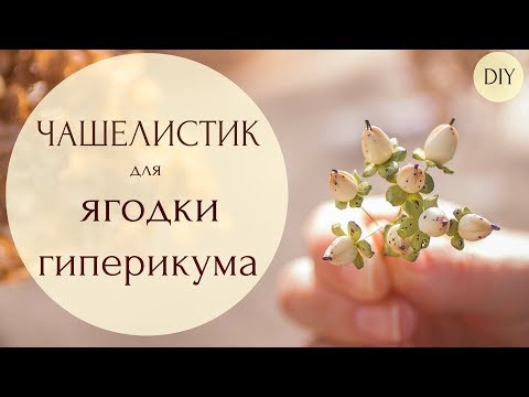 Видео: Чашелистик для ягодки гиперикума // фом Эва