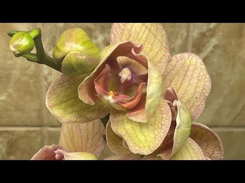 Видео: Влог. Новинка и малыши от SonYa 🦋🤍🤍🤍 #орхідеї #orchid #орхидеибабочки #peloric