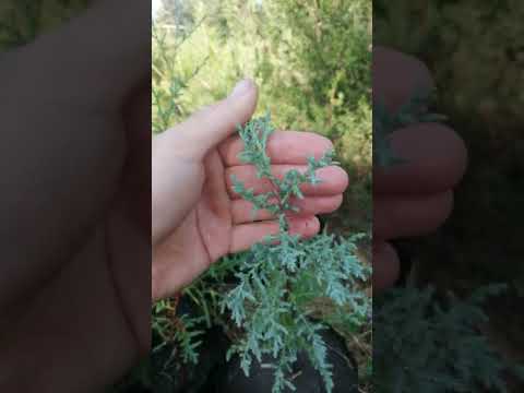 Видео: Кипарис лузитанский (Cupressus lusitanica) и Кипарис аризонский (Cupressus arizonica)