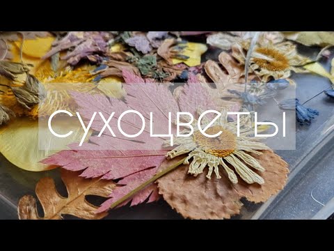 Видео: Ламинируем сухоцветы/печать наклеек