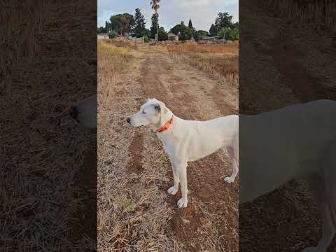 Видео: Пидманула пидвела