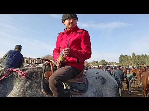 Видео: Жабагы, эркек ургачы тай бааларын жана чоң бээ айгыр бааларын көрө аласыздар 
