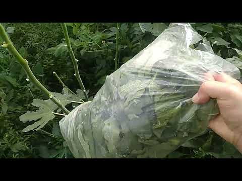 Видео: Ферментированный чай из листьев инжира.