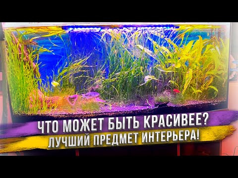 Видео: Аквариум - всегда есть в нашем доме! Не представляем наш дом без него.