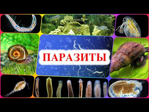 Видео: Паразиты в аквариуме