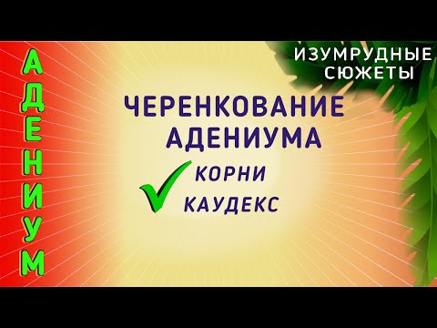 Видео: АДЕНИУМ. Черенкование Адениума.  Укоренение черенков. Формирование Корневой  и Каудекса черенка.