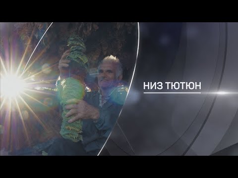 Видео: „Низ тютюн“ | bTV разказва (15.10.2023)