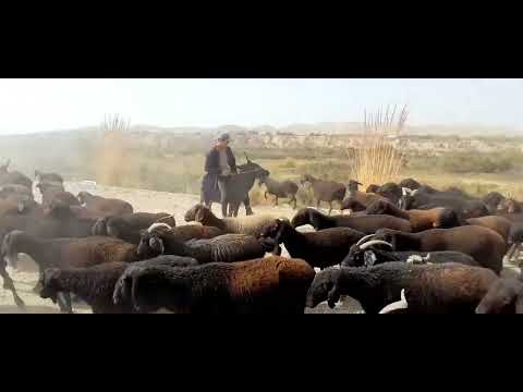 Видео: ДАХМАРДА БАЧО ГУСБАНТИШ ПАХТАРО САРДОДИ #чӯпонбола 