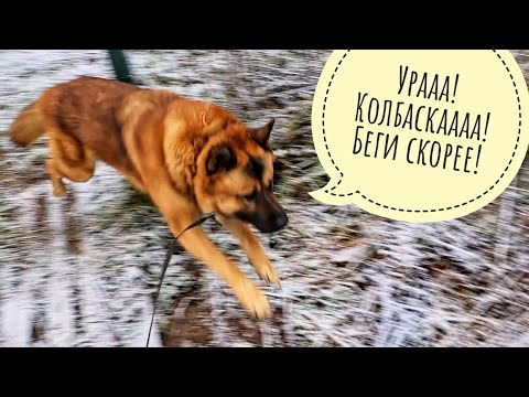 Видео: Пёс Кубик сегодня выиграл в Бинго! Чьи следочки на снегу? Пенёк для совы Ёлки немножко великоват