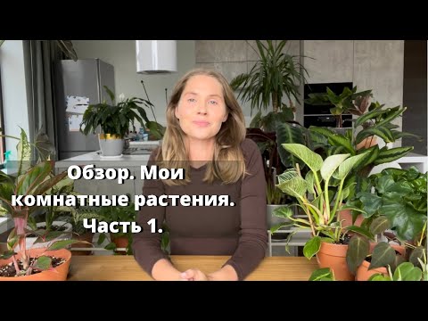 Видео: Большой обзор моих комнатных растений. Часть 1.