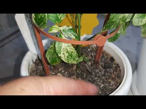 Видео: БЕЛОПЕРОНЕ. Цветок креветка.09.01.2023.