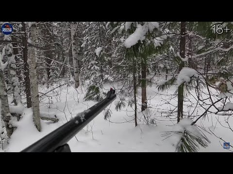 Видео: ВОЛКОВ ОЧЕНЬ МНОГО! ПОСЛЕДНЯЯ ОХОТА на лося, кабана, косулю.