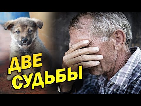 Видео: 💥/Две судьбы человека и собаки совершенно разные но такие похожие/