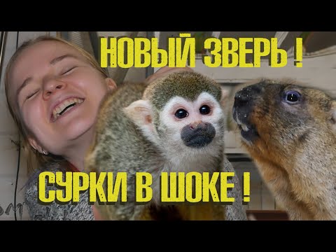 Видео: Подкидыш Масяня нравится даже суркам!