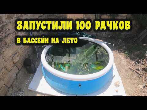 Видео: Посадили раков в бассейн на улице, посмотрим как вырастут