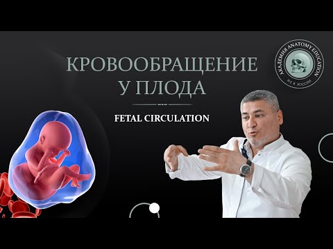 Видео: Кровообращение у плода / FETAL CIRCULATION