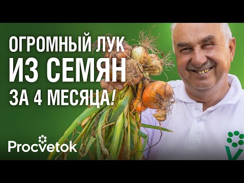 Видео: КАК ПОСЕЯТЬ ЛУК СЕМЕНАМИ И ПОЛУЧИТЬ ОГРОМНЫЕ УРОЖАИ? Агроном раскрыл все секреты выращивания лука