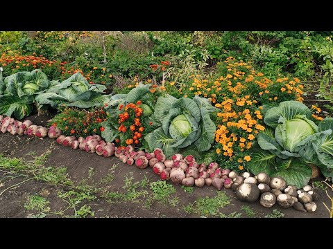 Видео: Наш любимый огород с обильным урожаем не перестает удивлять! Убираю свеклу.