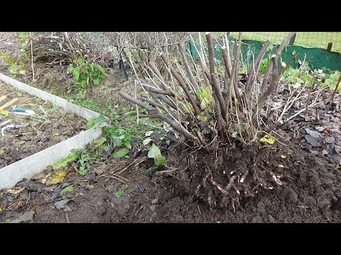 Видео: Как выкорчевать 15-летний куст смородины в одиночку. Кострома.2019г.