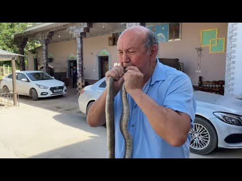 Видео: Uzbekistan! Игра со смертью! Доктор Кобра! Почему он целует змей?